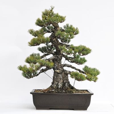 五葉松　1点もの No.15