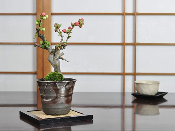 紅白長寿梅 日月星の盆栽を販売｜盆栽妙 – 盆栽妙 本店