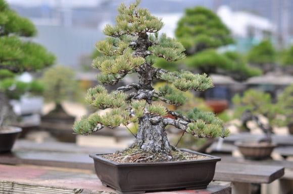 五葉松 1点もの No.15の盆栽を販売｜入門は盆栽妙 – 盆栽妙 本店