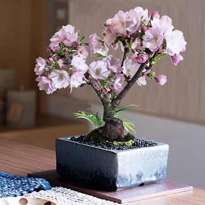 桜盆栽 和モダン 金彩 4号