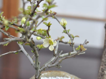 藤 中サイズ　白長寿梅寄せ植え　イラボ