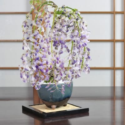 藤　小サイズ　なまこ三足