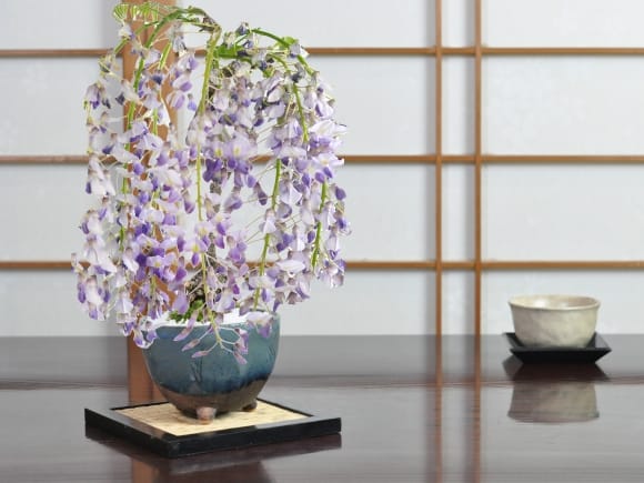 藤 小サイズ なまこ三足の盆栽を販売｜盆栽妙 – 盆栽妙 本店
