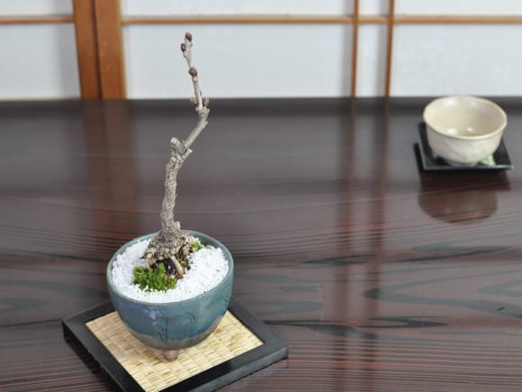 藤 小サイズ なまこ三足の盆栽を販売｜盆栽妙 – 盆栽妙 本店