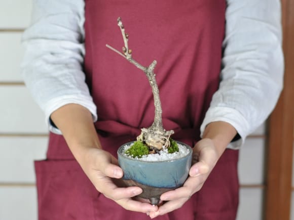 藤 小サイズ なまこ三足の盆栽を販売｜盆栽妙 – 盆栽妙 本店