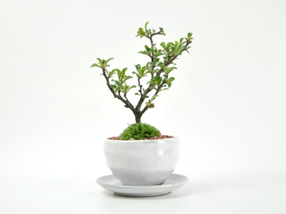 母の日の花盆栽 ミニ長寿梅 樹齢3年 万古焼鉢｜プレゼントに盆栽妙