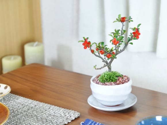春萌　長方　盆栽鉢 枝ぶりの良い長寿梅 赤花 万古焼 白和鉢の盆栽の販売｜盆栽妙 – 盆栽妙