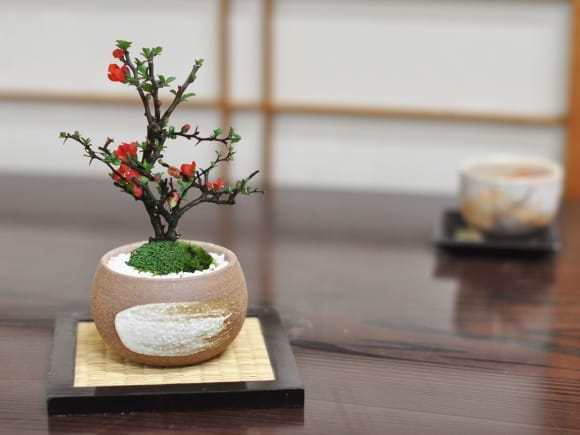 長寿梅 万古焼 ハケメ丸 3号 の盆栽を販売｜盆栽妙 – 盆栽妙 本店