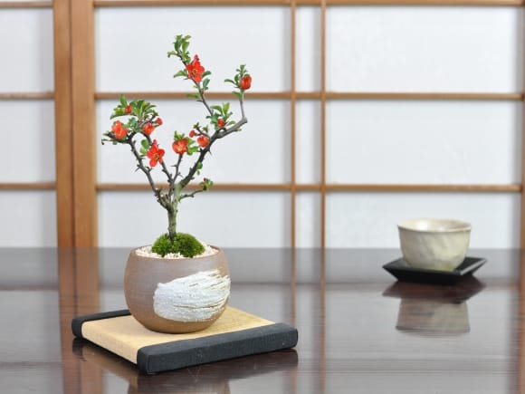 長寿梅 万古焼 ハケメ丸 3号 の盆栽を販売｜盆栽妙 – 盆栽妙 本店
