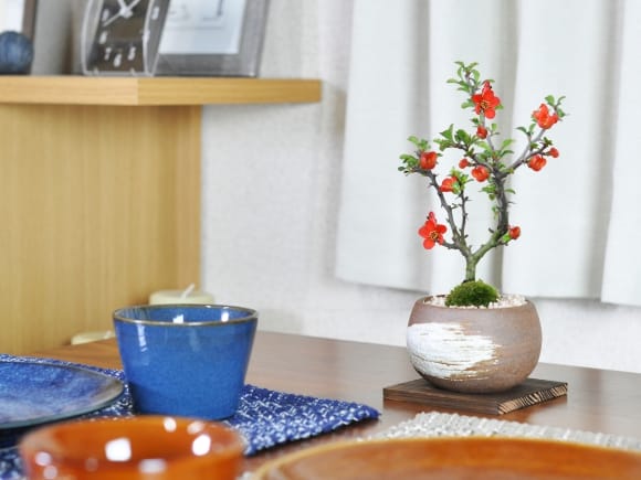 長寿梅 万古焼 ハケメ丸 3号 の盆栽を販売｜盆栽妙 – 盆栽妙 本店