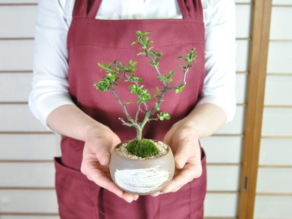 長寿梅 万古焼 ハケメ丸 3号 の盆栽を販売｜盆栽妙 – 盆栽妙 本店