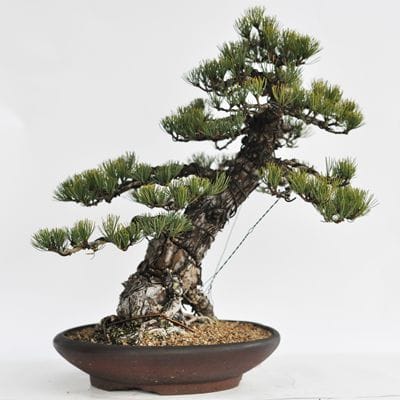 五葉松　1点もの No.17