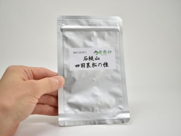 石鎚山 四国黒松の盆栽の種を販売｜盆栽妙 – 盆栽妙 本店