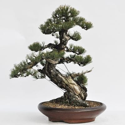 五葉松　1点もの No.18