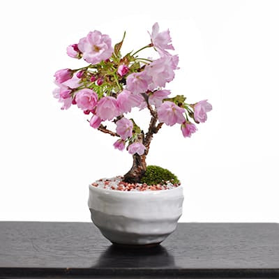 【母の日】5月開花 遅咲きの満開ミニ桜の盆栽  万古焼 受け皿付き