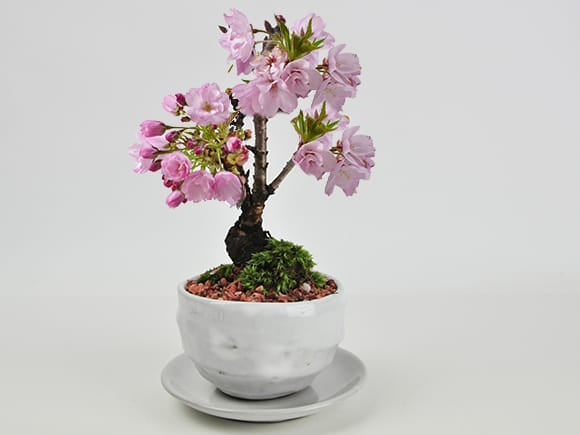 【母の日】5月開花 遅咲きの満開ミニ桜の盆栽  万古焼 受け皿付き