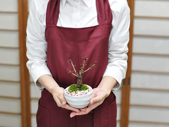 【母の日】5月開花 遅咲きの満開ミニ桜の盆栽  万古焼