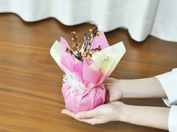 【母の日】5月開花 遅咲きの満開ミニ桜の盆栽  万古焼
