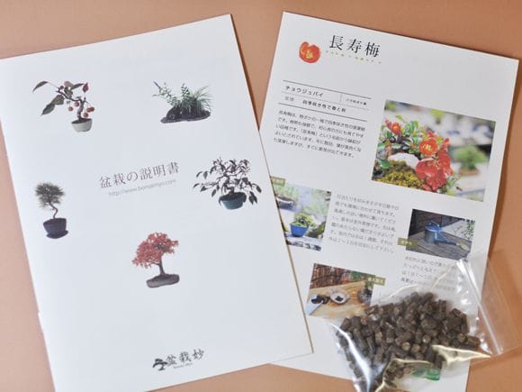 【母の日】5月開花 遅咲きの満開ミニ桜の盆栽  万古焼
