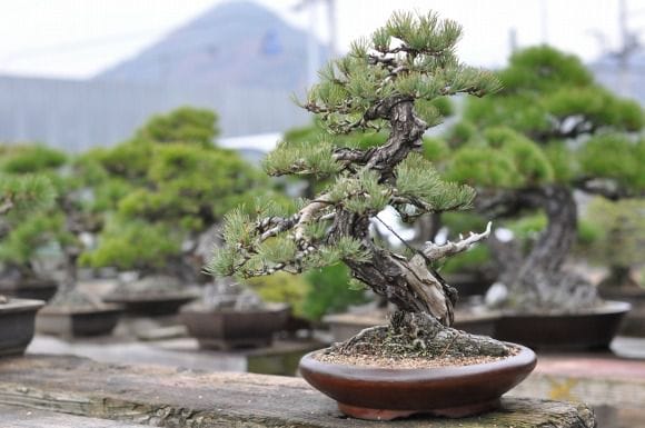 五葉松　1点もの No.18