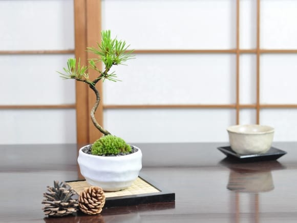 黒松3年生 月白和鉢 受け皿付き