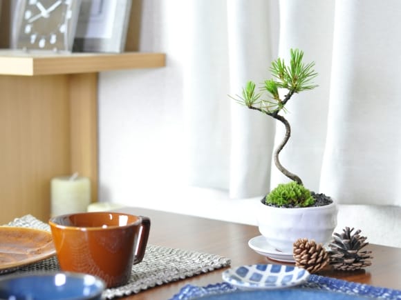 盆栽鉢 受け皿つき 盆栽鉢｜塊根植物｜美濃焼｜和鉢｜鉢の専門店onajimi おなじみ