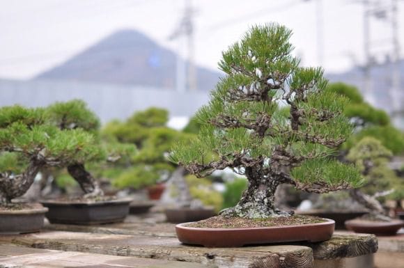 黒松 1点もの No.19の盆栽を販売｜入門は盆栽妙 – 盆栽妙 本店