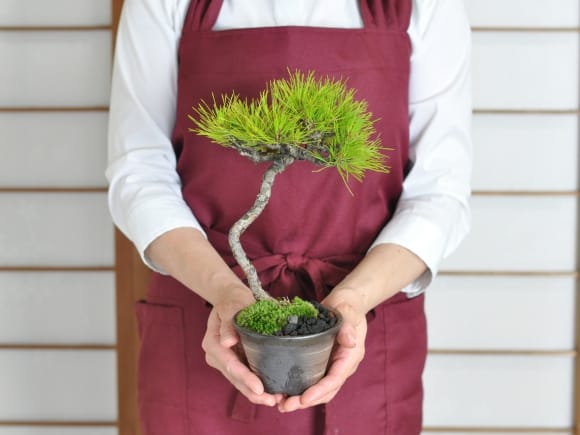 赤石赤松 文人木