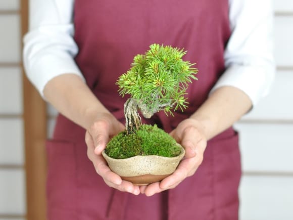 赤石五葉松 根上がり