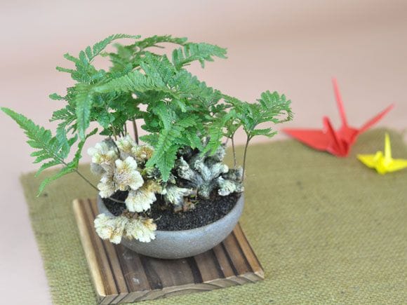 縁起の良い招き猫盆栽 石化トキワシノブ の盆栽を販売｜入門は盆栽妙