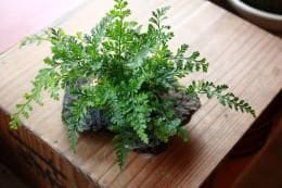 トキワシノブ苔玉+岩器