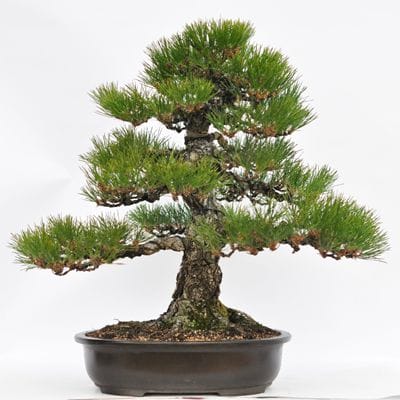 淡路黒松　1点もの No.20