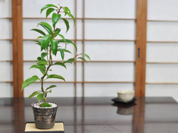 曲がりしきみの盆栽を販売｜盆栽妙 – 盆栽妙 本店