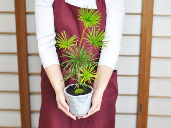 コウヤマキの盆栽を販売|盆栽妙 – 盆栽妙 本店 コウヤマキの盆栽を販売|盆栽妙 – 盆栽妙 本店