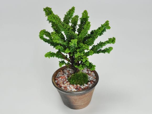 石化ヒノキの盆栽を販売｜盆栽妙 – 盆栽妙 本店