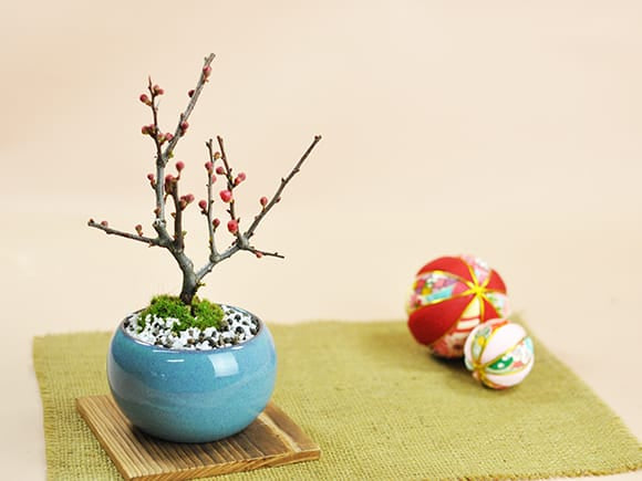 黒長寿梅の盆栽を販売｜盆栽妙 – 盆栽妙 本店