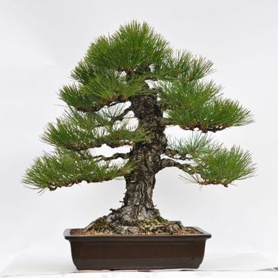 淡路黒松　1点もの No.21