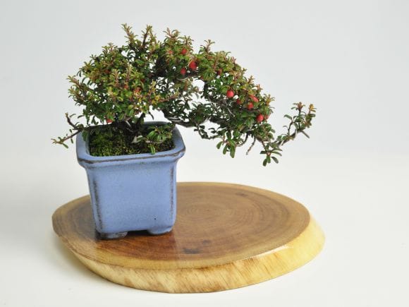 盆栽花台 ネムの木 楕円小 横約15～16cm×縦約13～14cm×高さ約1～1.5cm