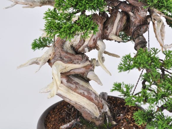 匠の盆栽】真柏 1点もの No.248【平松浩二】の盆栽を販売｜盆栽妙