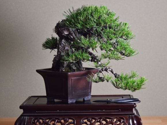 黒松 逸品 太幹 盆栽 古木 樹高46cm 盆栽 黒松 古木