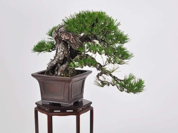 匠の盆栽】黒松 1点もの No.249【平松浩二】の盆栽を販売｜盆栽妙