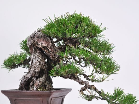 黒松 逸品 太幹 盆栽 古木 樹高46cm 黒松盆栽 樹高60cm – Bonsai Iroha
