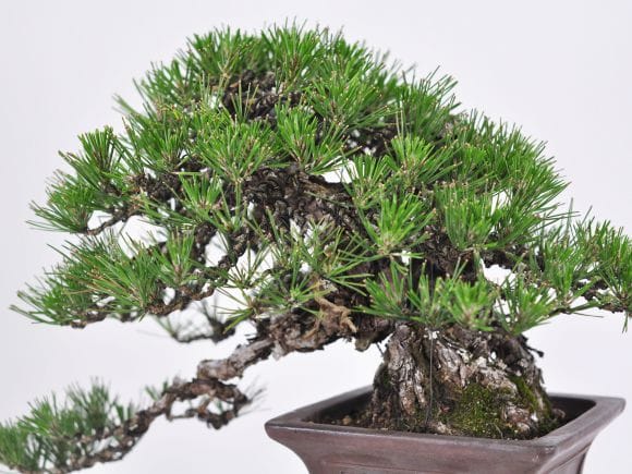匠の盆栽】黒松 1点もの No.249【平松浩二】の盆栽を販売｜盆栽妙