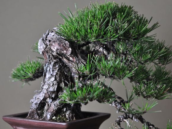 匠の盆栽】黒松 1点もの No.249【平松浩二】の盆栽を販売｜盆栽妙