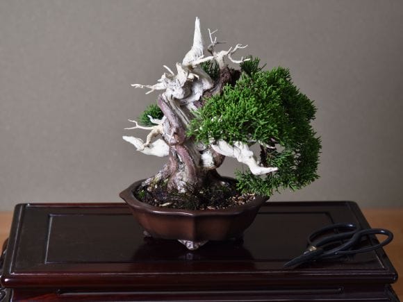 匠の盆栽】真柏 1点もの No.250【平松浩二】の盆栽を販売｜盆栽