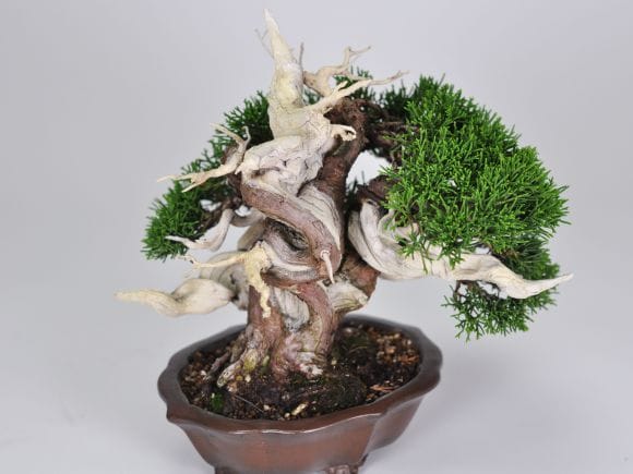 買い時　真柏　天神　骨良 買い時 真柏 天神 骨良 買い時 真柏 天神 骨良 買い時