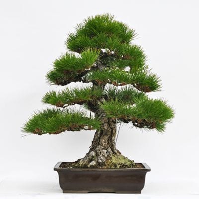 淡路黒松　1点もの No.22