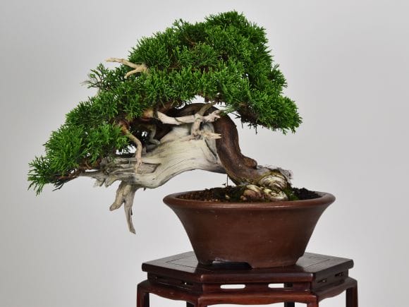 匠の盆栽】真柏 1点もの No.251【平松浩二】の盆栽を販売｜盆栽妙