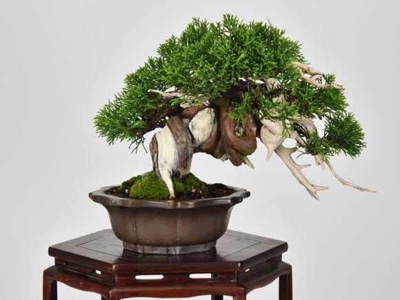 匠の盆栽】真柏 1点もの No.252【平松浩二】の盆栽を販売｜盆栽妙