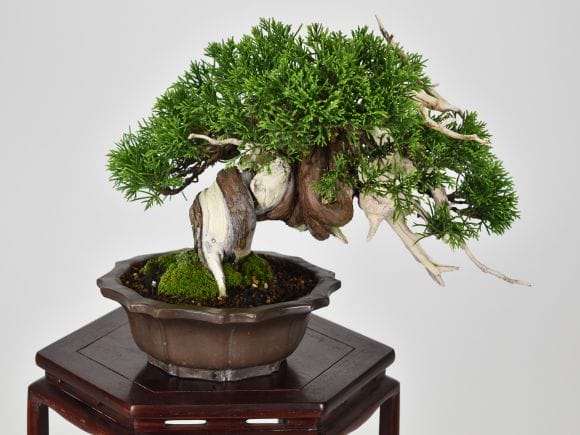 匠の盆栽】真柏 1点もの No.252【平松浩二】の盆栽を販売｜盆栽妙